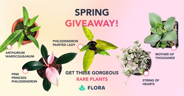 Giveaway image 1